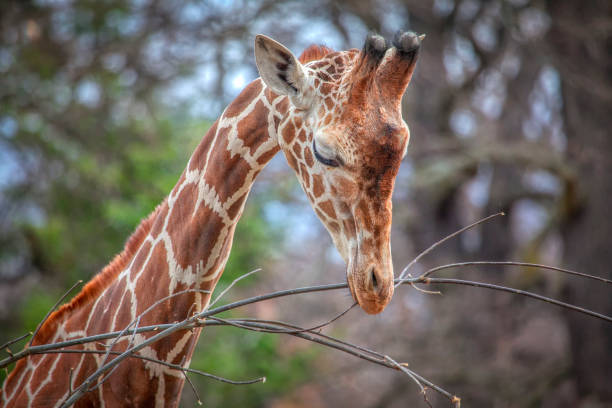 giraffe isst zweige - animal animal neck cute safari animals stock-fotos und bilder