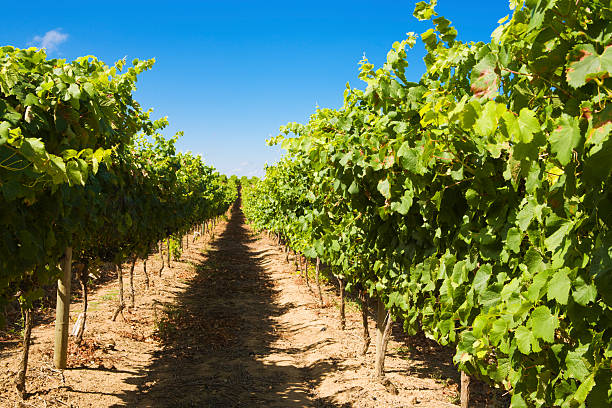 vineyard - provincia occidental del cabo fotografías e imágenes de stock