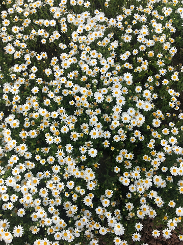 Close-up of daisies on green grass at springtime