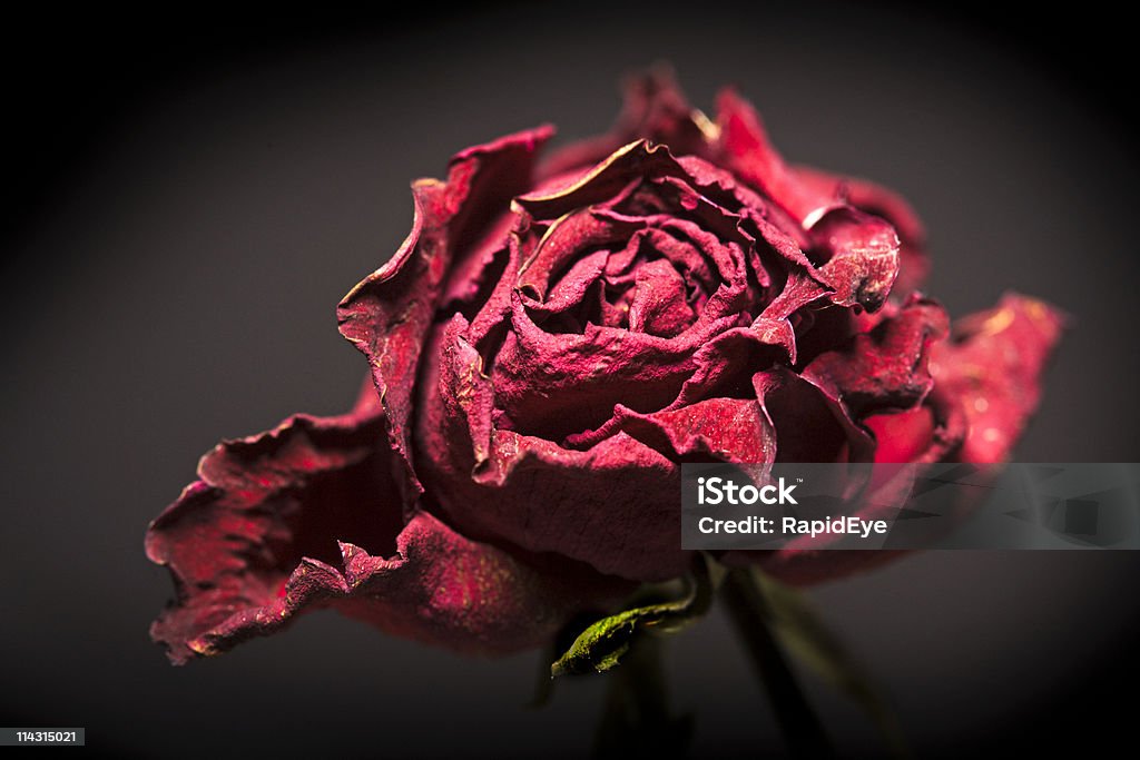 1 mort rose - Photo de Amour libre de droits