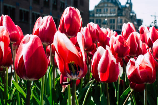 istock colors of Netherlands 1143151087