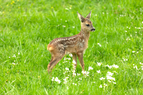 istock Beautiful Deer Fawn 1143151211
