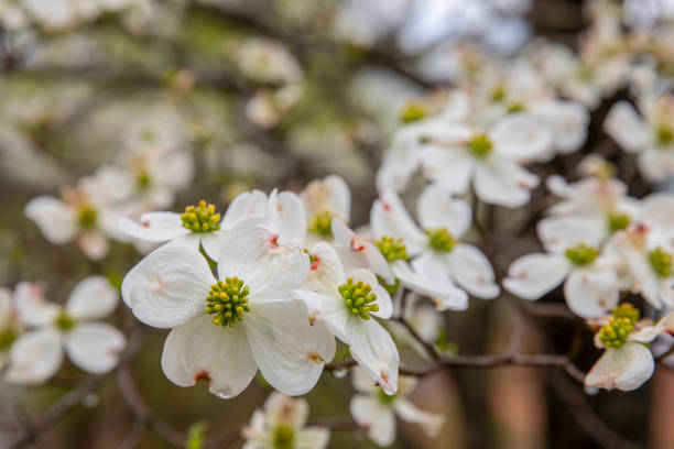 istock White dogwood blooms 1143151307