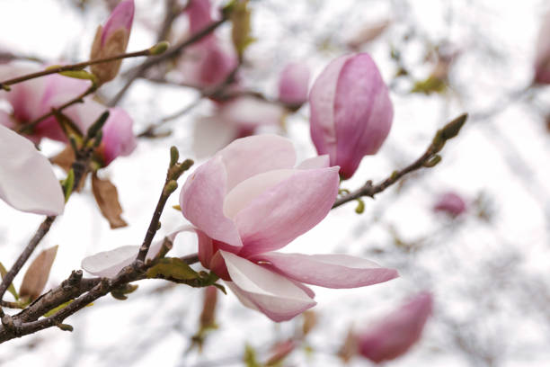 istock Closeup of blossoming Magnolia 1143153035
