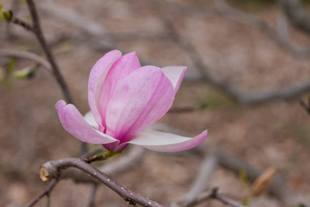 istock Close-up of Magnolia flower 1143153036