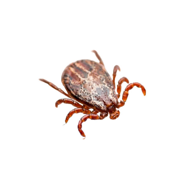 encephalitis virus or lyme borreliosis disease or monkey fever infectious dermacentor tick arachnid parasite insect macro isolated on white - lyme disease imagens e fotografias de stock