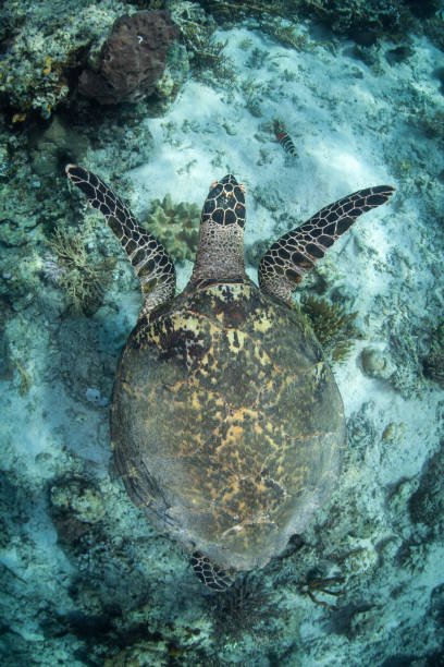 A Hawksbill sea turtle, Eretmochelys imbricata, swims in the clear waters above a reef in Komodo National Park. This tropical region is home to extraordinary marine biodiversity.