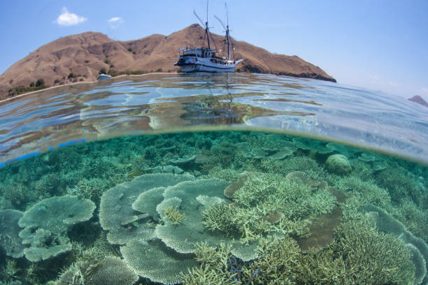 istock Gorgeous Coral Reef in Komodo National Park 1143154478
