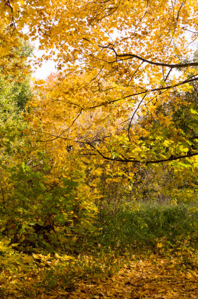 istock trees in the park at autumn. background, natural. 1143157145