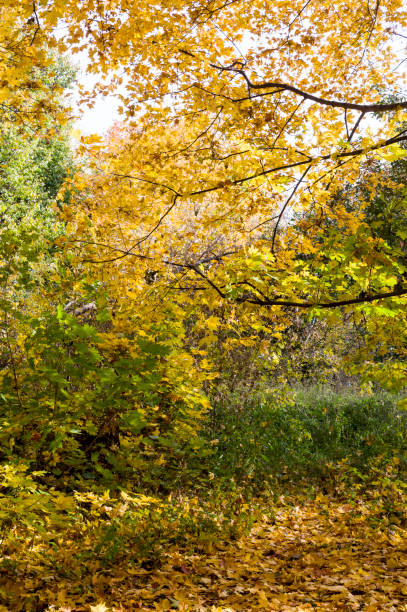 istock trees in the park at autumn. background, natural. 1143157157