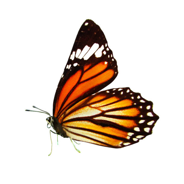 istock beautiful monarch butterfly with wings and paws. isolated on white background 1143163402