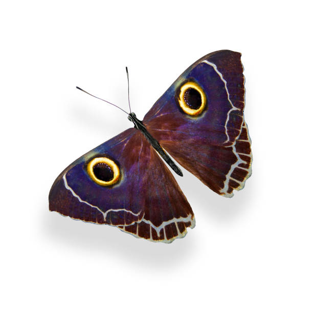 istock tropical blue butterfly. isolated on white background 1143163649