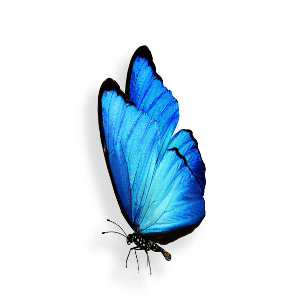 istock blue butterfly with legs and antennae. isolated on white background 1143163652