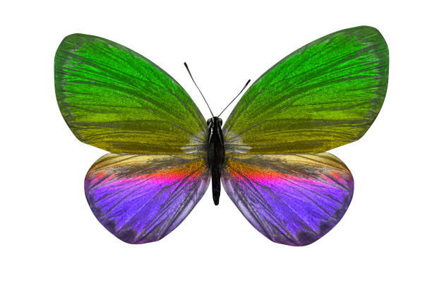 istock butterfly isolated on white. multicolor insect. tropical animal. template for design 1143163704
