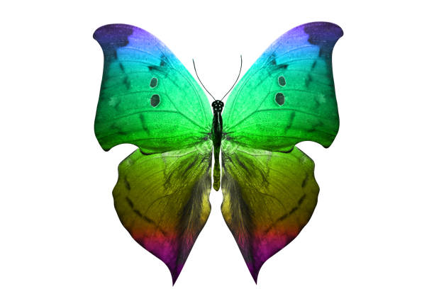 istock butterfly isolated on white. multicolor insect. tropical animal. template for design 1143163705