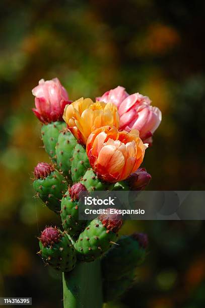 Closeup Of Multicolored Prickly Pear Flowers On Green Stem Stock Photo - Download Image Now