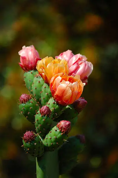 Photo of Close-up of multicolored prickly pear flowers on green stem