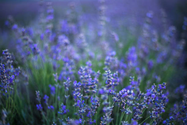 istock Lavender flowers in a soft focus and blur background. 1143165631