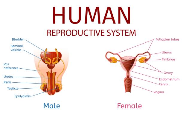 Male and Female Genitals with Labeled Components Close Up View of Male and Female Genitals with All Labeled Components on White Background. Human Reproductive System Anatomical Banner. Medical Aid, Educational Material, Vector Realistic Illustration male reproductive system diagram stock illustrations