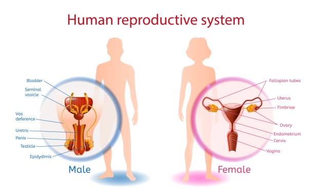 Human Reproductive System Anatomical Banner Human Reproductive System Anatomical Banner with Close Up View of Male and Female Genitals with All Components. Abstract Man and Woman on White Background. Medical Aid Vector Realistic Illustration male reproductive system diagram stock illustrations