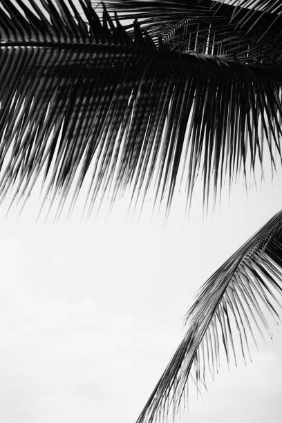 istock Coconut palm tree foliage sunlight. Vintage background. Retro toned poster. 1143167659