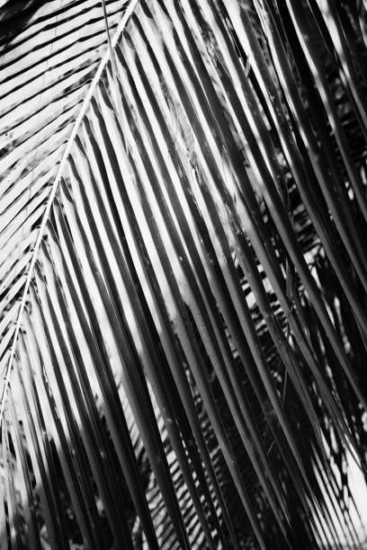 istock Coconut palm tree foliage sunlight. Vintage background. Retro toned poster. 1143167681