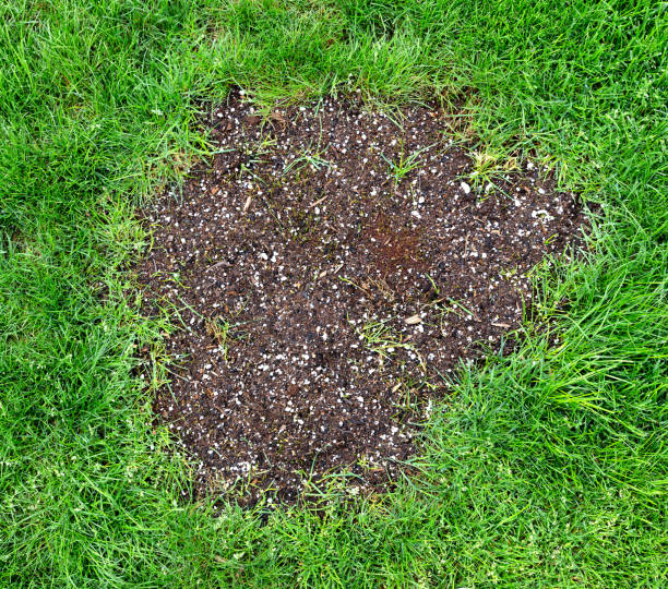 Animal holes in grass that have been filled with dirt and gravel.
