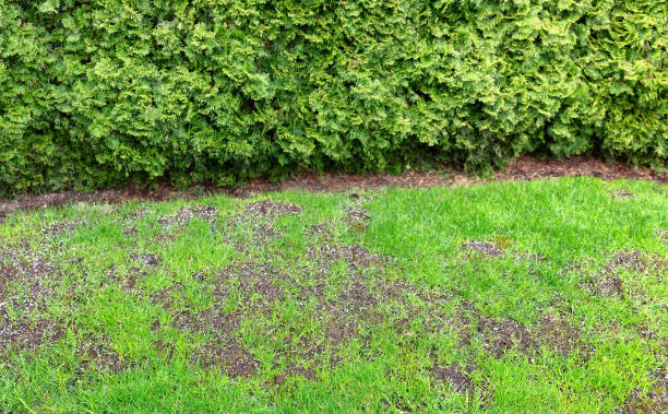istock Large repair patch on natural grass lawn 1143168638