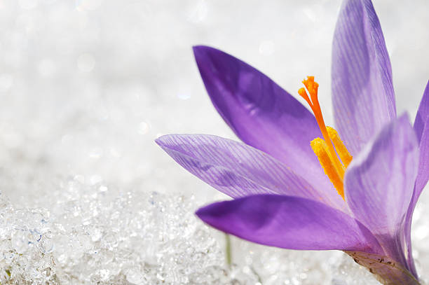 Early Crocus Macro  crocus tommasinianus stock pictures, royalty-free photos & images