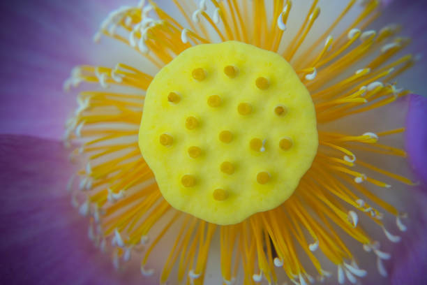 istock A young lotus flower pod 1143168755