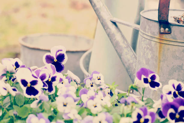 istock Garden Background with Pansies  and Galvanized Buckets 1143169314