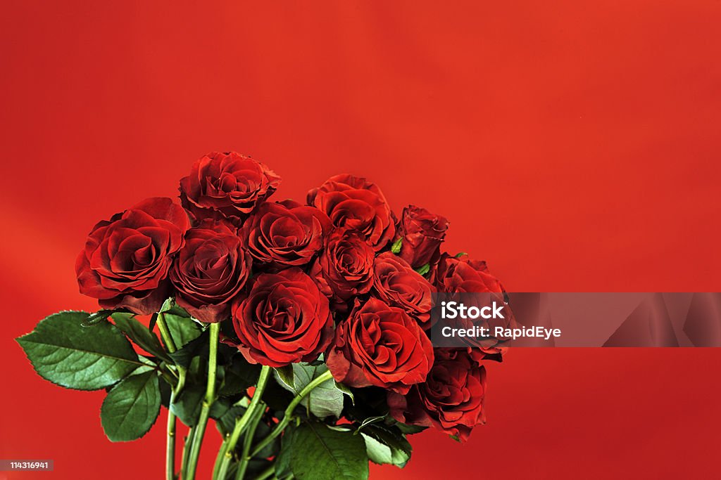 Red_roses_on_red - Foto de stock de Fondo rojo libre de derechos