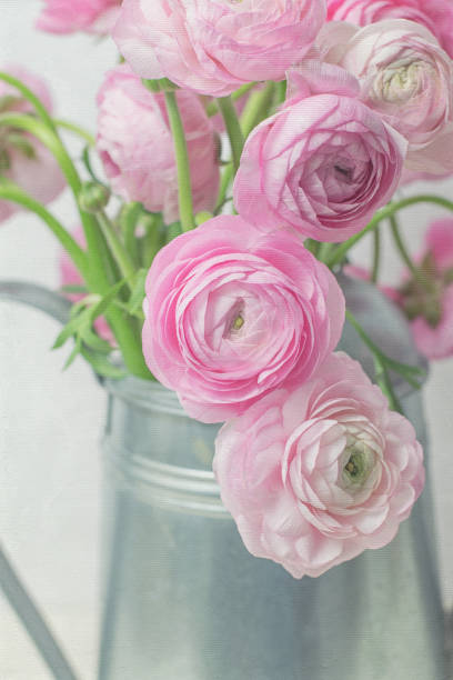 istock Soft Pink Ranunculus Flower Bunch in Watering Can 1143169445