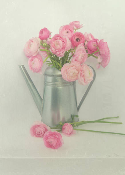 istock Soft Pink Ranunculus Flower Bunch in Watering Can 1143169471