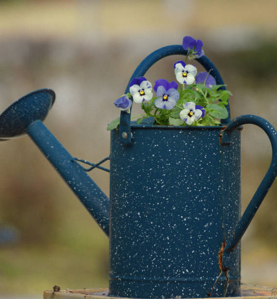 istock Violet Flowers Potted in Blue Enamelware Container 1143169491