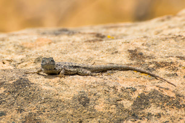 Western Fence Swift Lizard Sunning on Rock