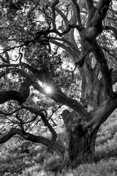 istock Black and White Light Through Limbs of Lush Oak Tree 1143169575