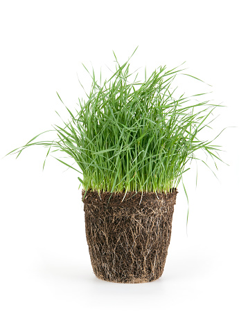Grass in soil on white background.