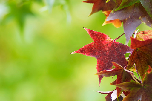 Fanatstic beauty of nature - autumn leaf color in Dusseldorf - orange leave of plane tree