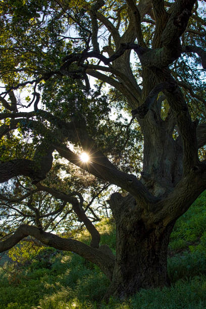istock Oak Tree Branches and Leaves with Sunlight Coming Through 1143170147