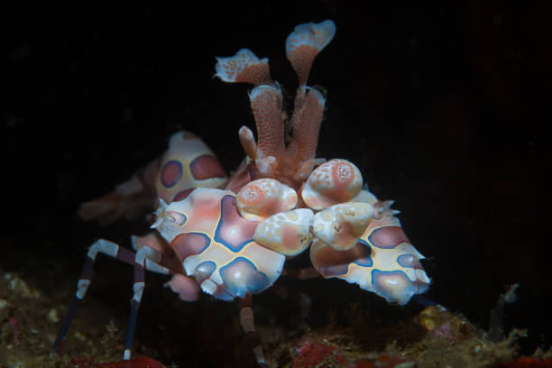 istock Harlequin Shrimp in Lembeh Strait 1143170262