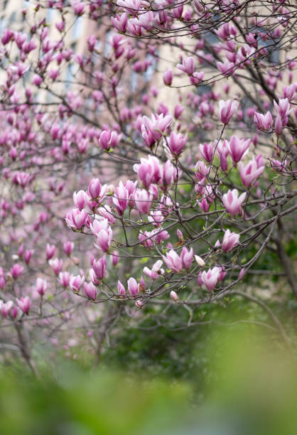 istock Pink magnolia flower on the spring time 1143170324