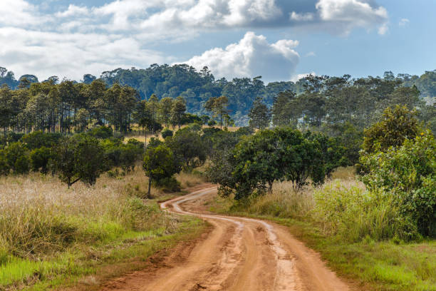 istock Dirt road in Thung Salaeng Luang Nation Park, Thailand 1143170410