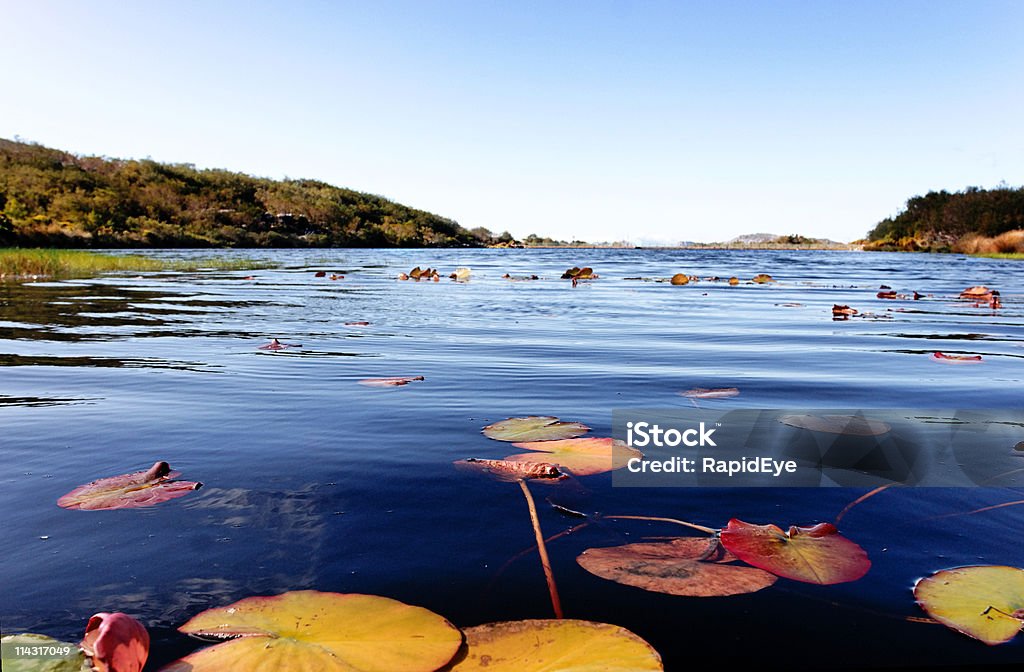Lily-coussin lake - Photo de Afrique libre de droits