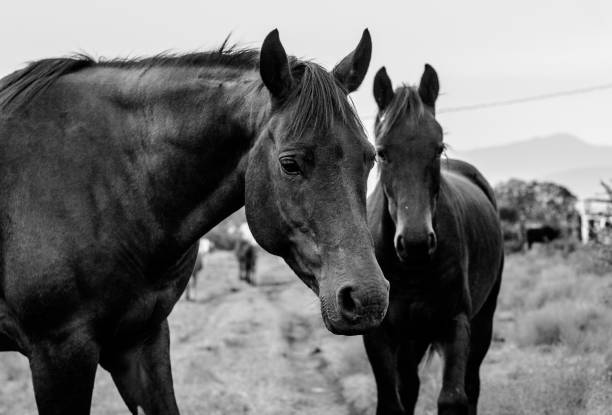 istock Two black horses haging out on the hill 1143171336