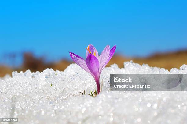 First Crocus Stock Photo - Download Image Now - Springtime, Snow, Flower