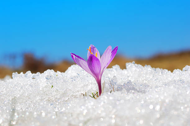 primeiro de crocus - single flower flower crocus spring - fotografias e filmes do acervo