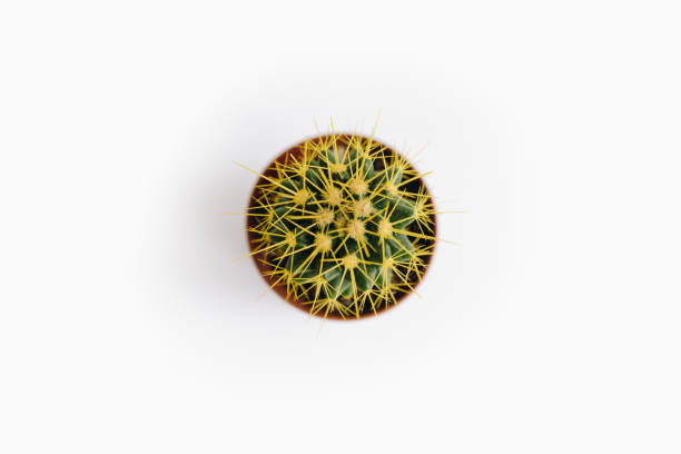 istock Echinocactus grusonii isolated on white background top view 1143171936