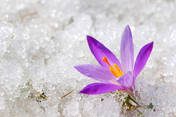 クロッカスの雪 - snow crocus flower spring ストックフォトと画像