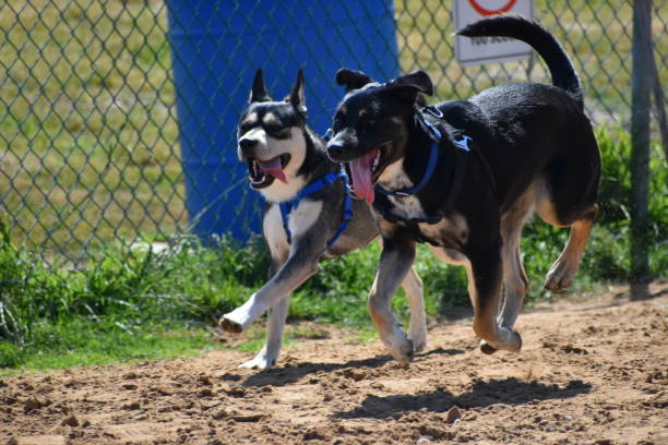 Dogs Running with Black Dog Off Ground Redondo Beach Dog Park steven harrie stock pictures, royalty-free photos & images